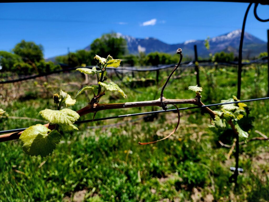 Alfred Eames Cellars vines, Paonia, Colorado