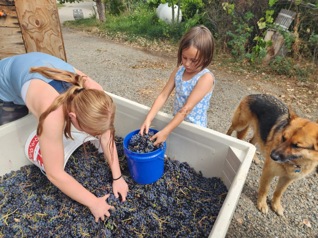 Children and family dog helping with wine making at Alfred Eames Cellars in Paonia, Colorado