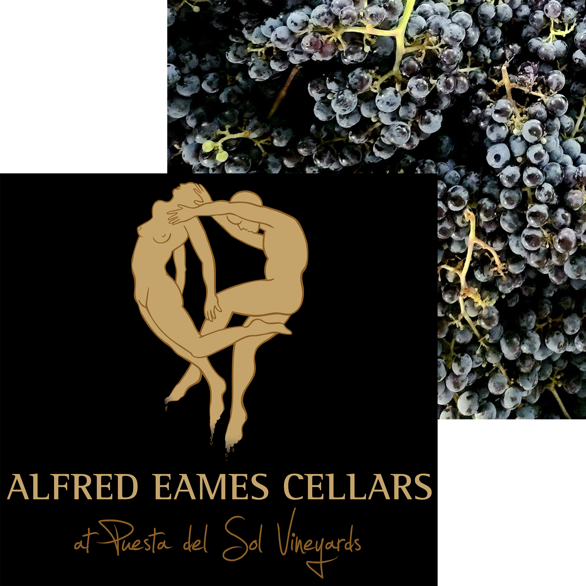alfred eames cellars at puesta del sol vineyards paonia, colorado