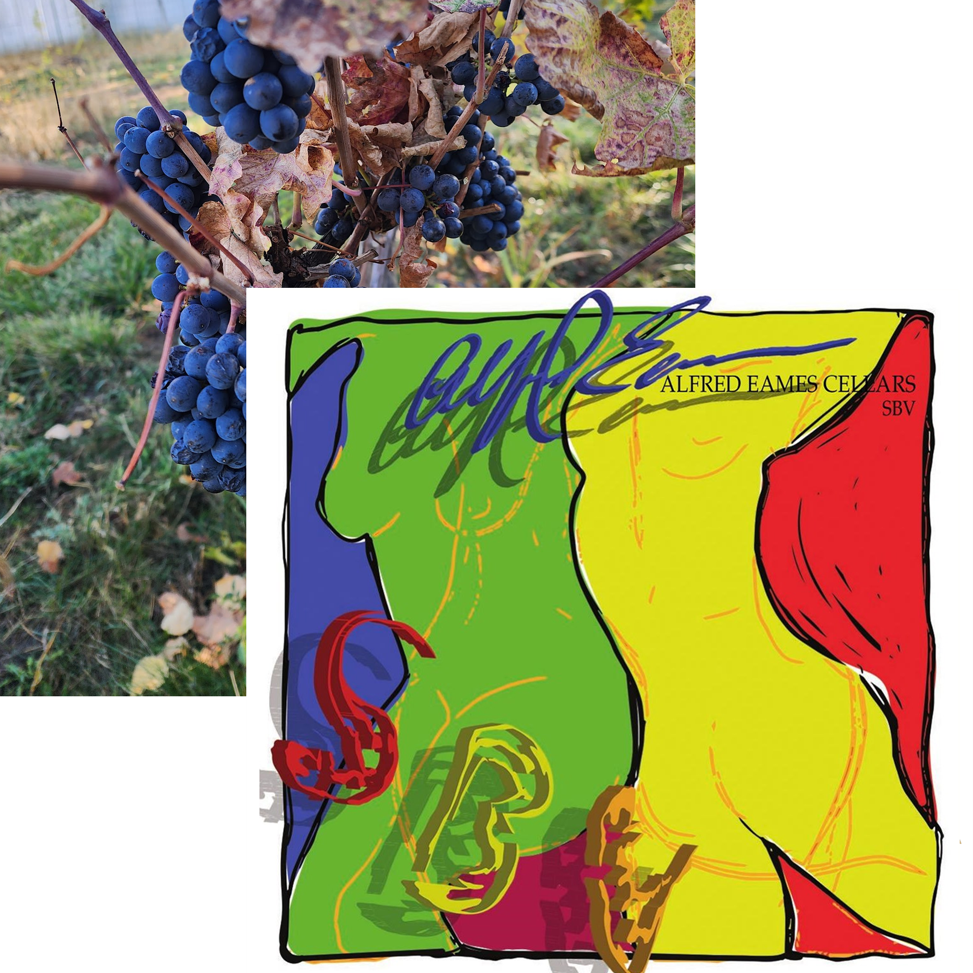 eames cellars paonia, colorado sbv and grapes label